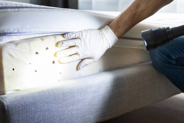 Best Rat Extermination Near Me  in Beaufort, SC
