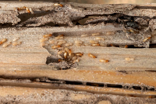 Trusted Beaufort, SC Pest Control Experts